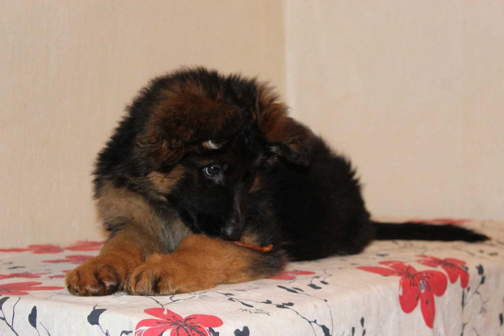 Гарні Дівчата Німецької  Вівчарки