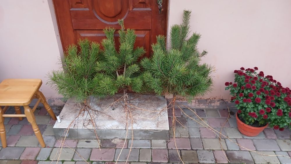 Саджанці сосни..