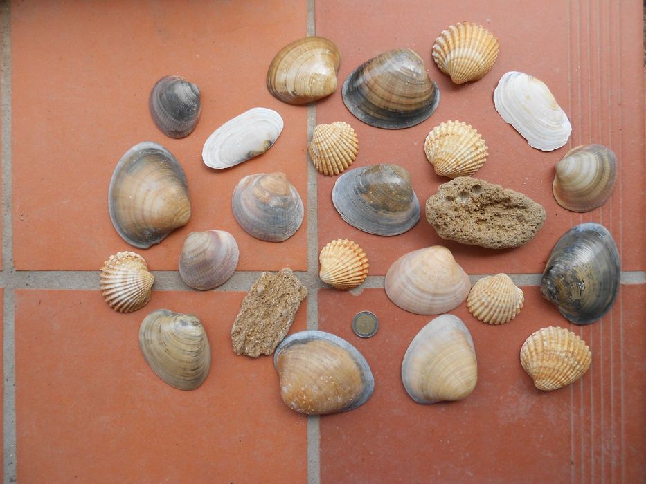 Conchas grandes diversas decoracao aquario terrario ou lagos