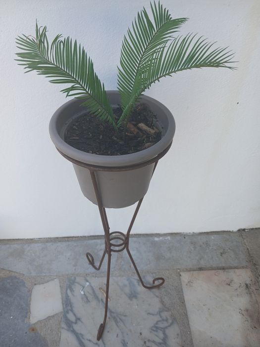 Ofereço o apoio e o vaso,na compra Palmeira Sagu(Cycas revoluta)