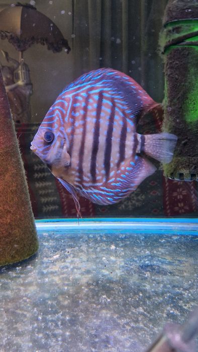 Discus adultos 4 disponíveis valor unitário