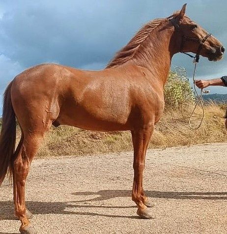 Cavalo Lazao castrado.