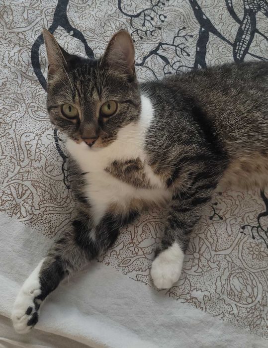 Nunu - kotka z problemami nie może znaleźć domu