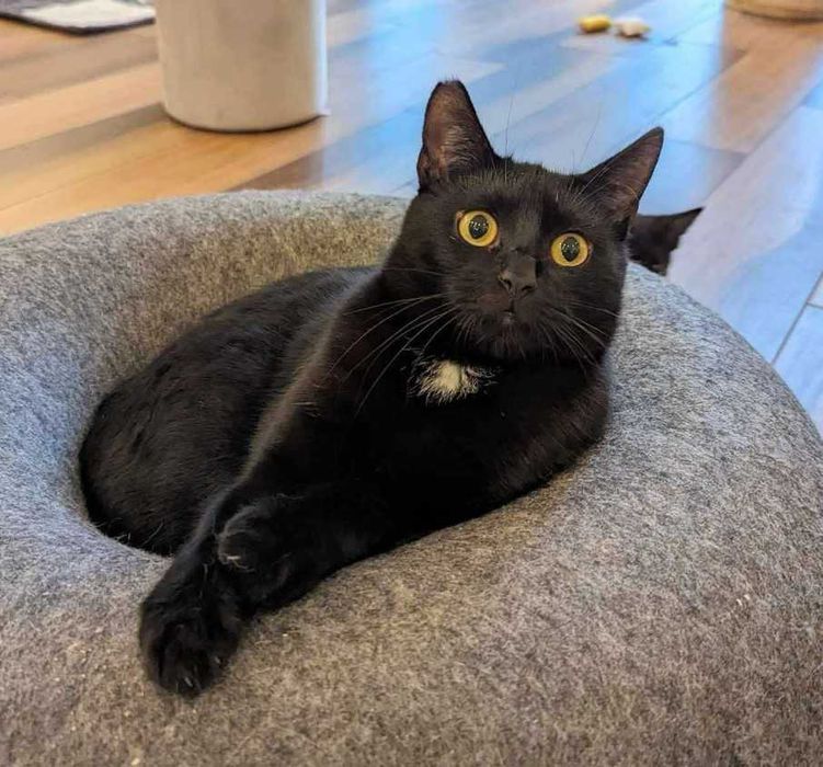Fajny czarny kotek Węgielek, 2 lata, wykastrowany