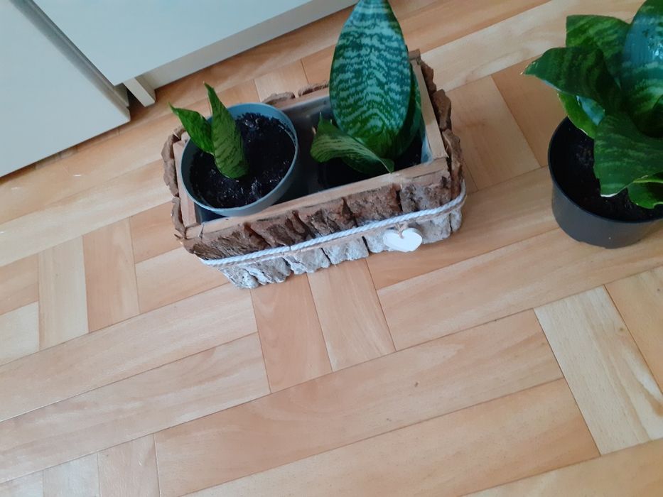 Sansevieria  kwiat doniczkowy 9 zlszt