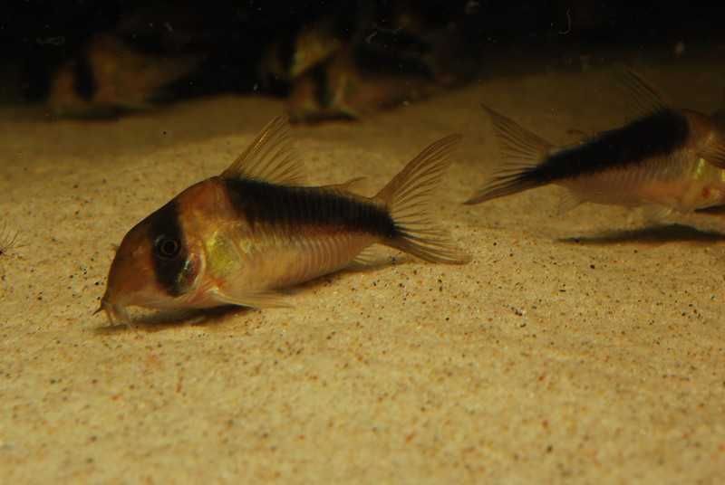 Kiryski CW106 Corydoras sp. 5-5,5cm WF odłów