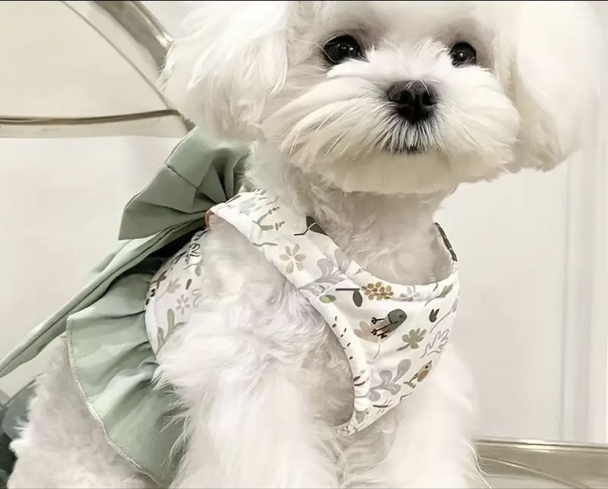 Одяг для собаки. Повідок з бантом. Повідки. Шлейки