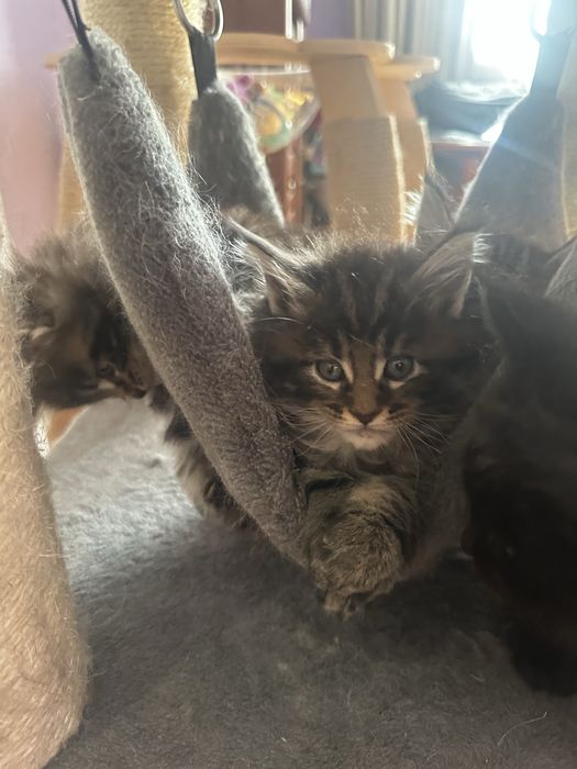 Мейн Кун хлопчик чорний мармурє