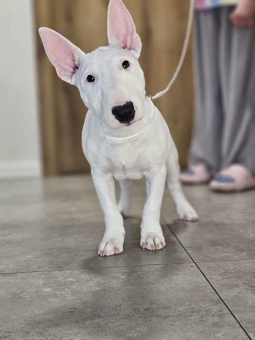 PREZES bulterier miniaturowy