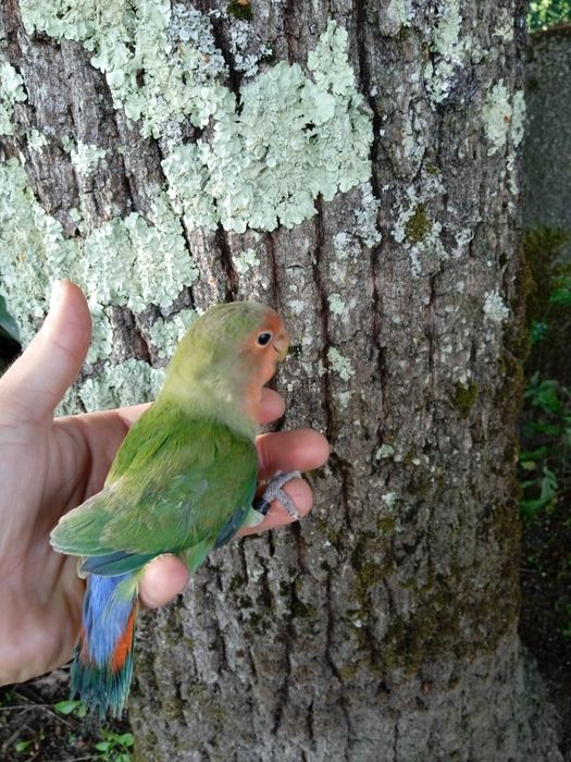 Agapórnis Domesticados