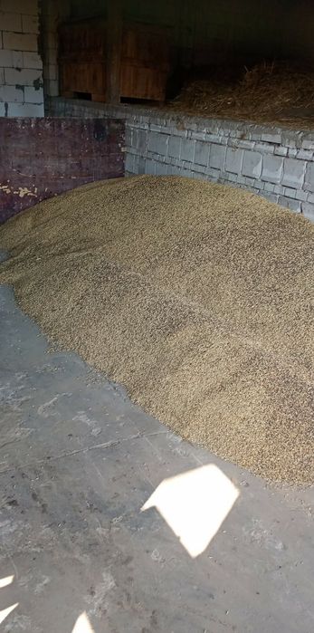 Do sprzedania wyka z owsem