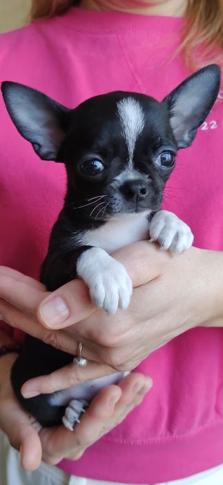 Дівчінка чихуахуа