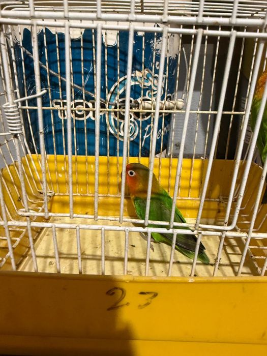 Passaros fisher muito bonitos