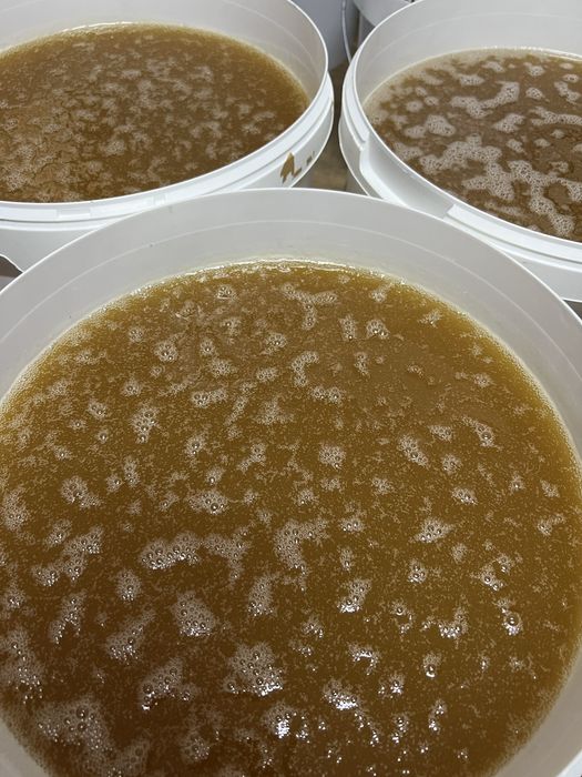 miod, miod rzepakowy pasieki rodziny matki pszczele sloiki