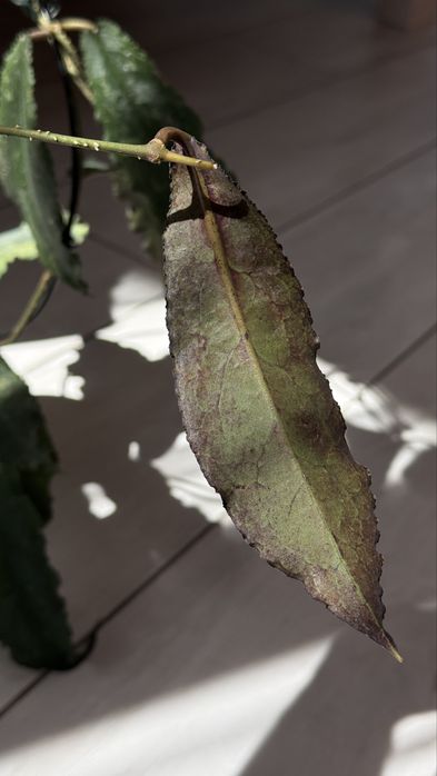 Хойя undulata black leaves