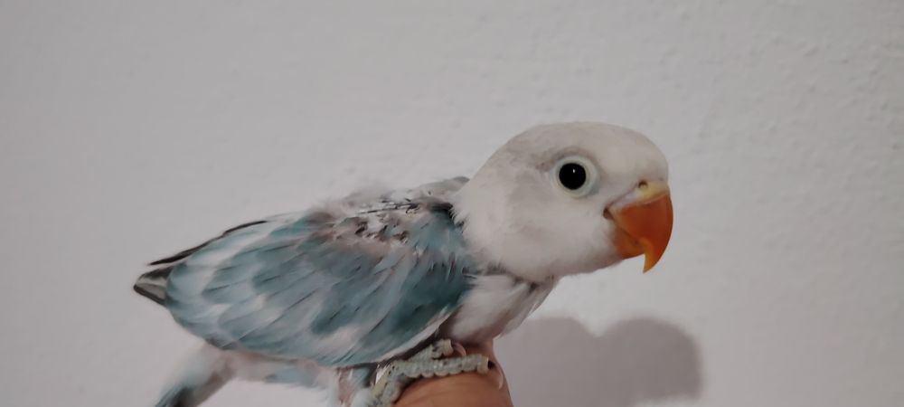 Agapornis Fischer , Blue Opalino.