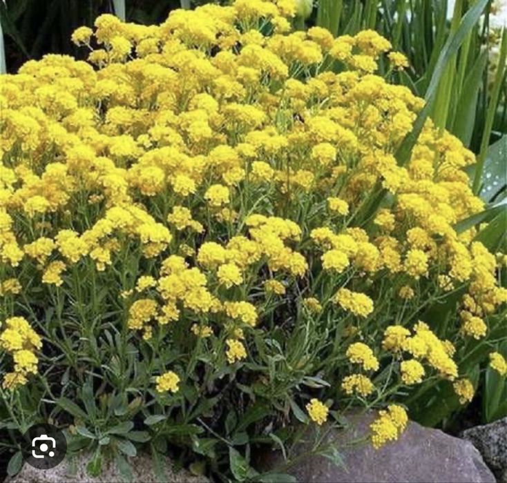 Арабіс, примула, аліссум