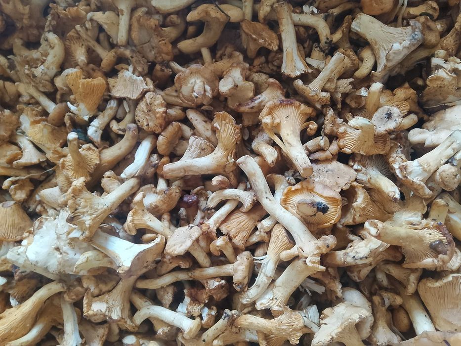 Witam sprzedam grzyby kurki 15kg w cenie 300zł