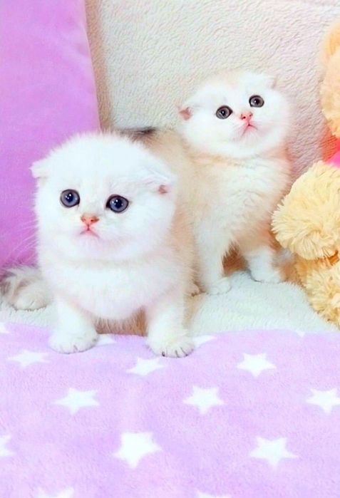 Скоттиш фолд мальчики красавчики