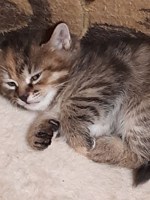 Бобтейл дівчинка мраморна 6 міс.