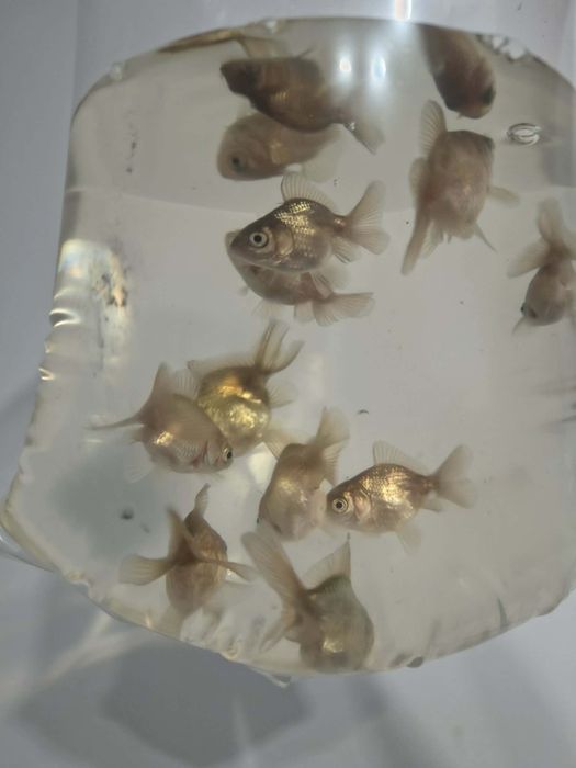 Oranda - idealna do oczek i akwariów
