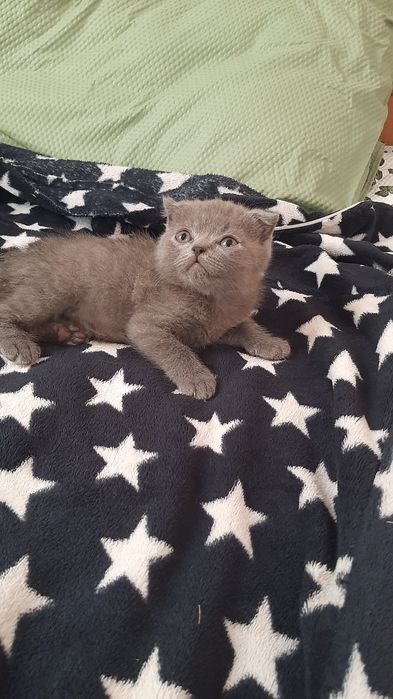 Продаются котята