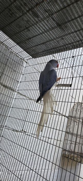 Ring violeta opalina cc