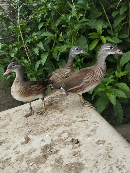Patos mandarins e carolinos