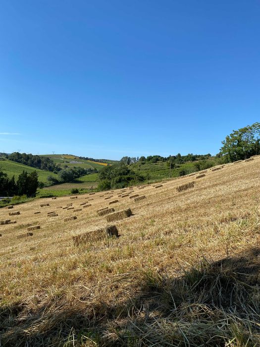 Fardos de feno (aveia, cevada e ervilhaca) / hay bales
