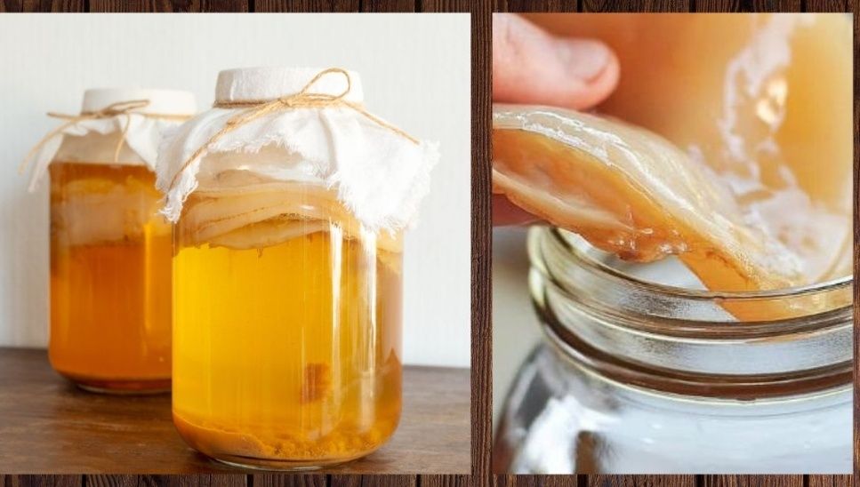 Чайный гриб ,камбуча