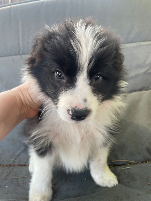 Border Collie Zkwp FCI z metryką gotowy do zmiany domku