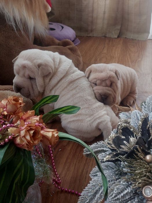 Щенки шарпея редких окрасов.