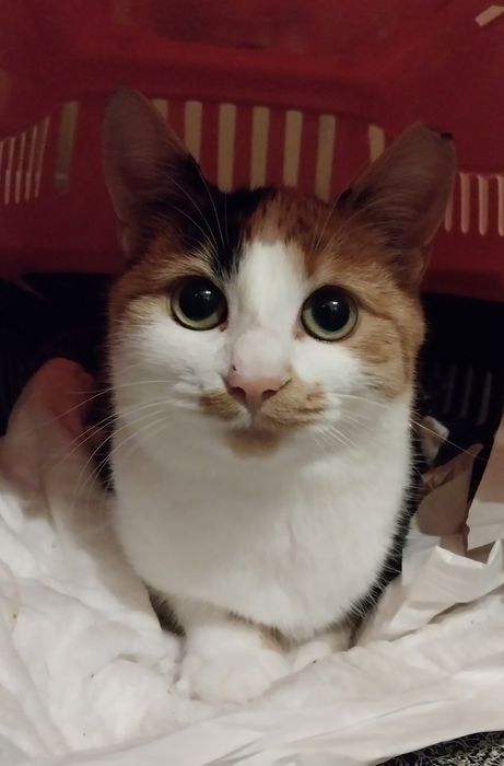 Сестрички кошенята чекають на господарів