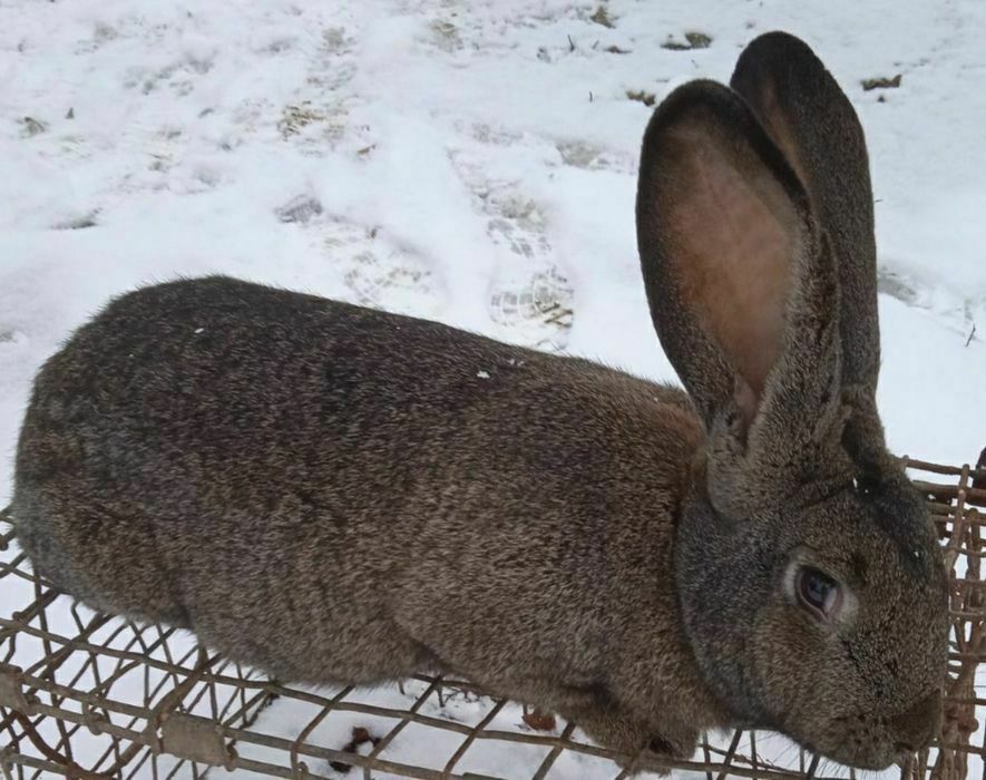 Króliki 3kg do dalszej hodowli