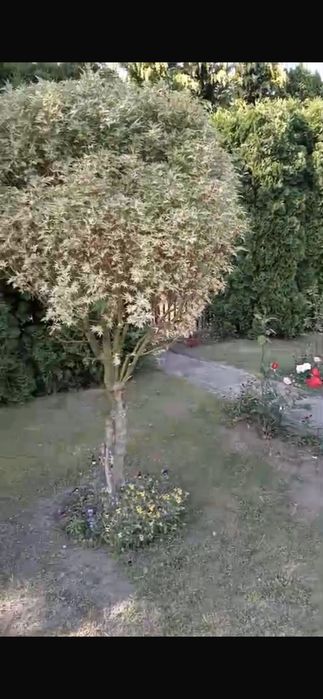 Działka rekreacyjna ROD