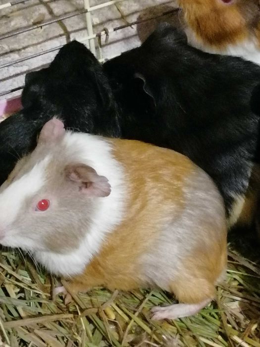 Морские свинки большой выбор