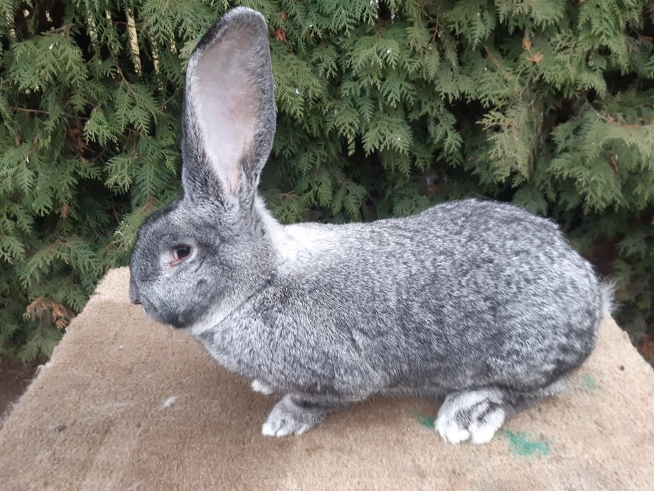 Olbrzym belgijski szynszylowy