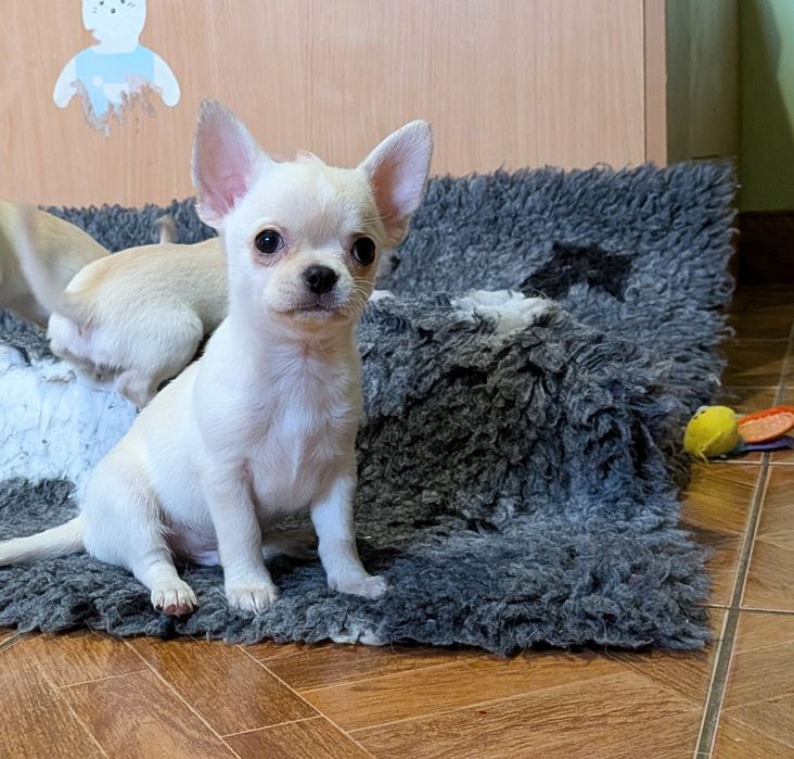 Chłopczyk chihuahua FCI