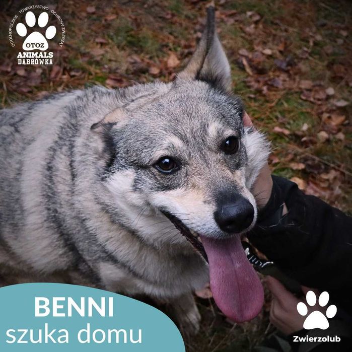 Benni szuka domu!