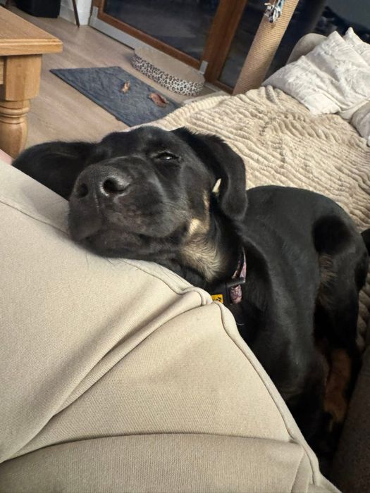 Enzo - 5 miesiecy do adopcji