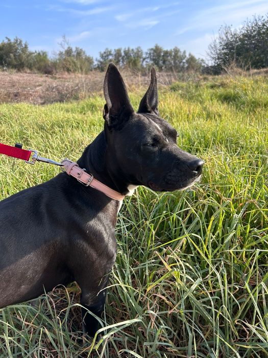 Cadela super dócil com 4 anos