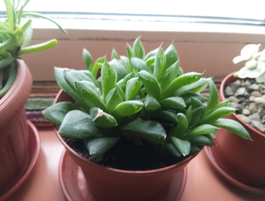 Хавортія цимбiформіс