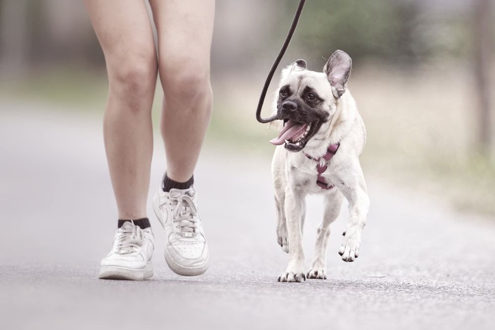 Zack, pseudo mopsik czeka na dom