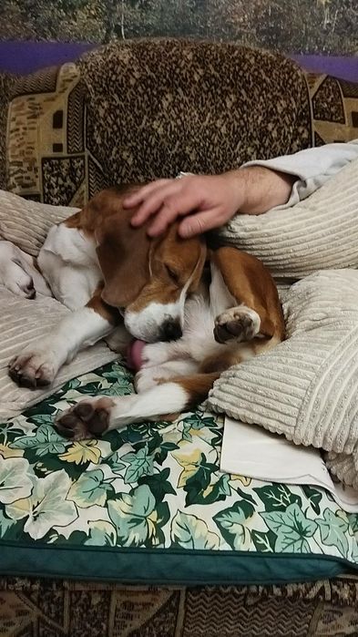 Чистокровний Бігль Кобель В'язка