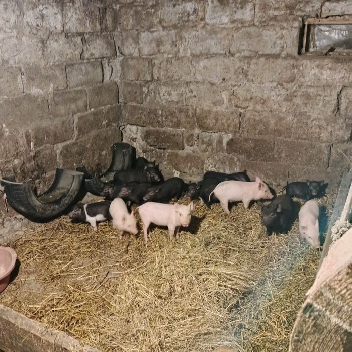 Продам свиней різних