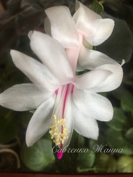 Білі шлюмбергери, вкорінені живці.