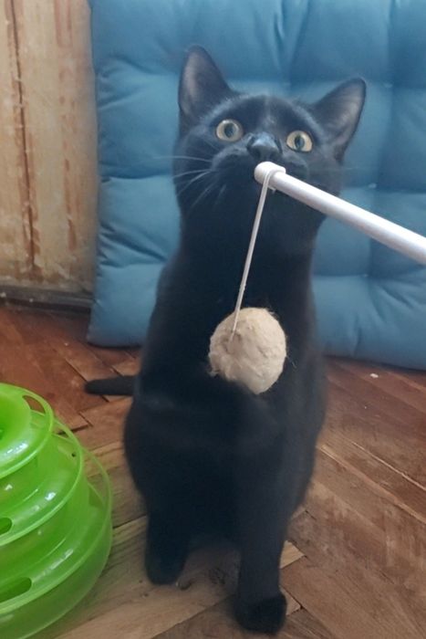 Красивий лагідний пантерчик, котик, кошеня,  кіт, котята, кошенята