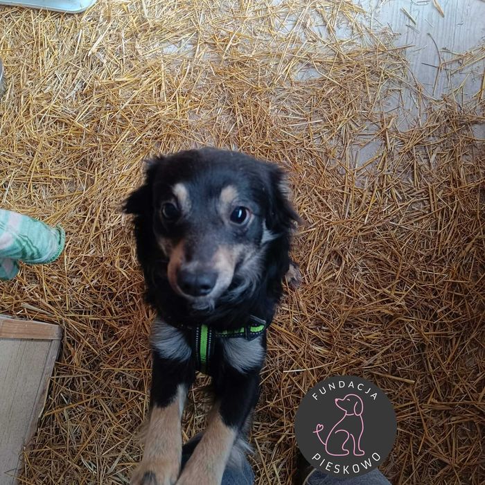 Łatek szuka domu < 3