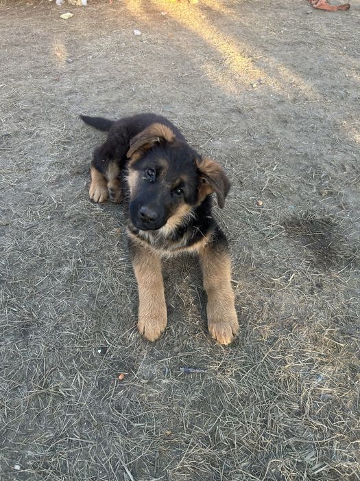 Szczeniaki Owczarek niemiecki ZkwP