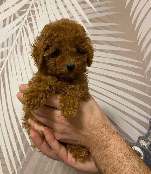 Чудовий хлопець той пудель, мінні